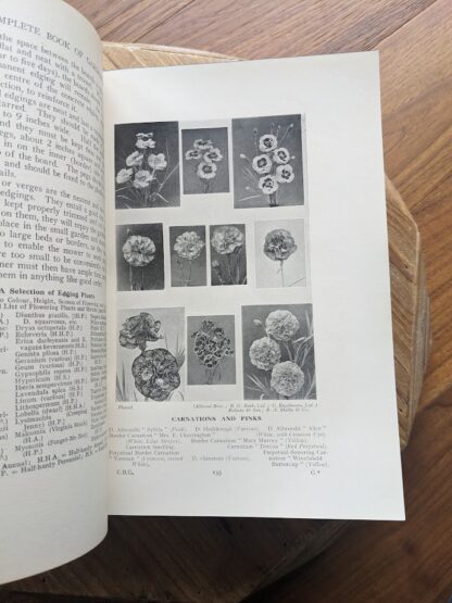 Carnations and Pinks - 1937 The Complete Book of Gardening by John Coutts Illustrated