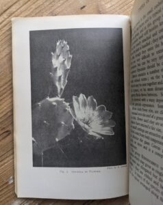 Opuntia in Flower - 1937 Cactus Growing for Beginners by Vera Higgins and H.T. Marrable