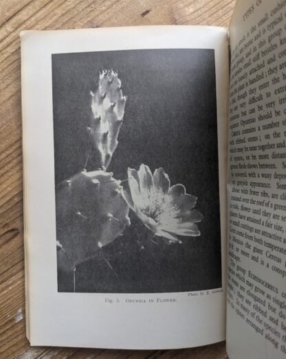 Opuntia in Flower - 1937 Cactus Growing for Beginners by Vera Higgins and H.T. Marrable