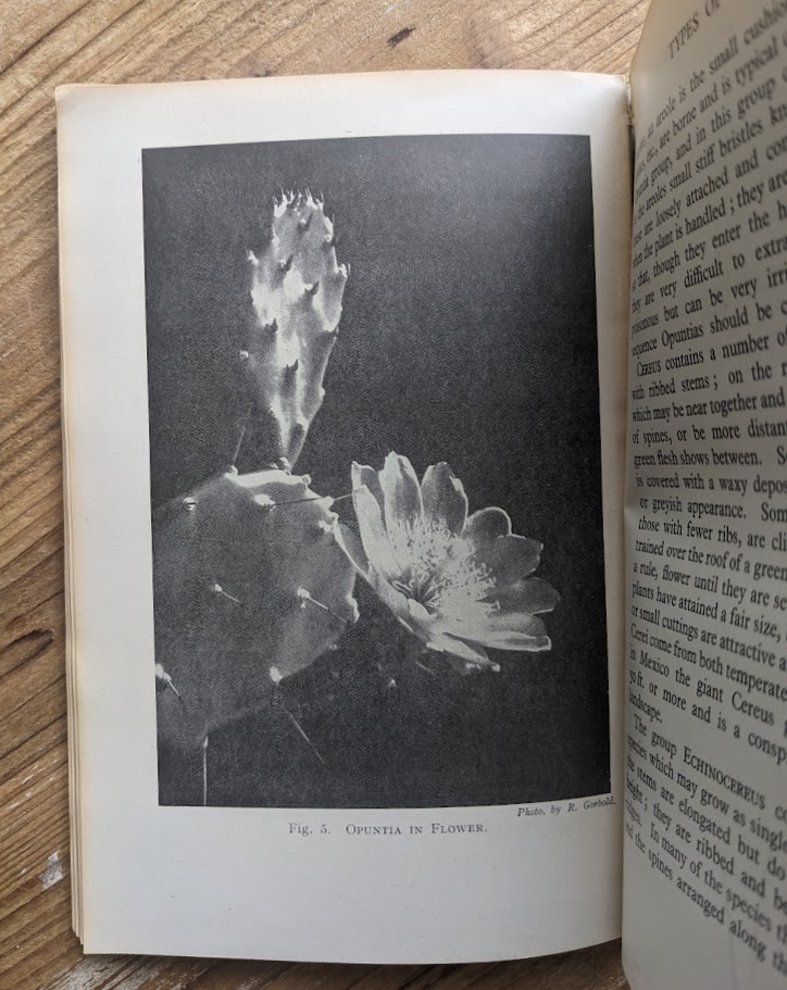 Opuntia in Flower - 1937 Cactus Growing for Beginners by Vera Higgins and H.T. Marrable