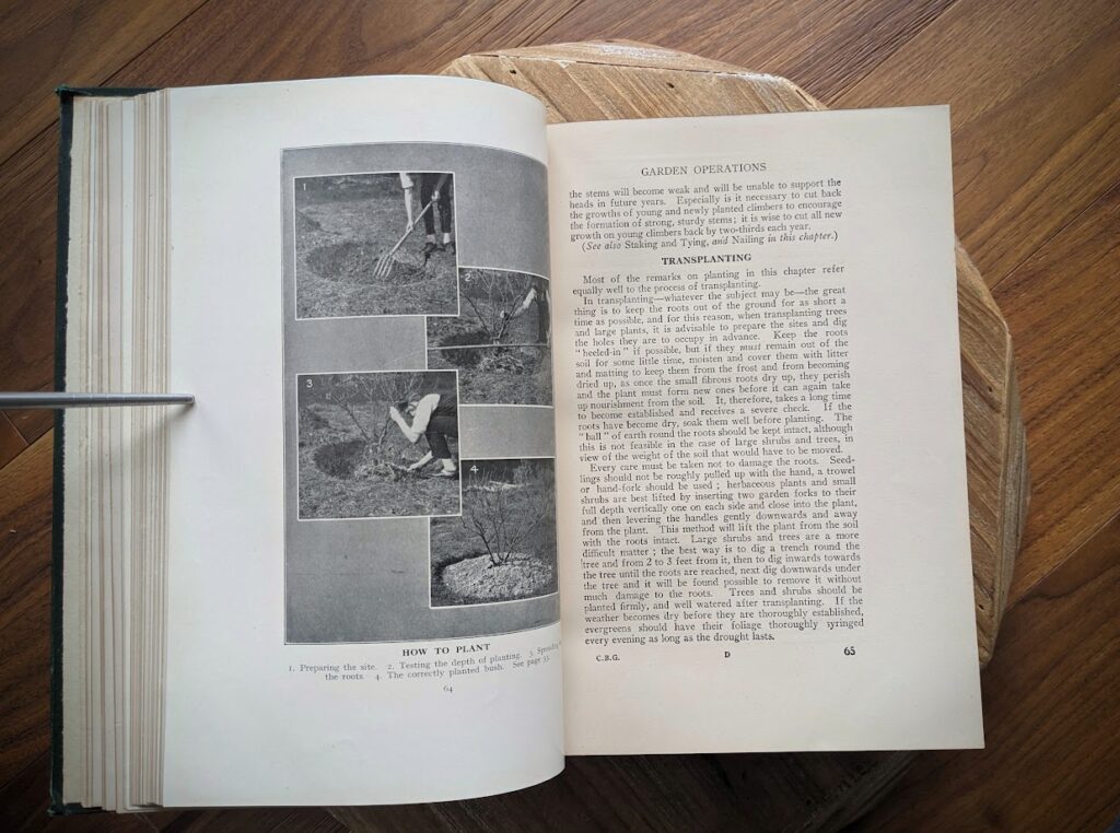 Transplanting - 1937 The Complete Book of Gardening by John Coutts Illustrated
