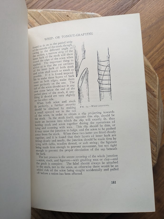 Whip or Tongue-Grafting - 1937 The Complete Book of Gardening by John Coutts Illustrated