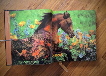 pages inside - First Edition of Horses of the Sun A Gallery of the World's Most Exquisite Equines by Robert Vavra