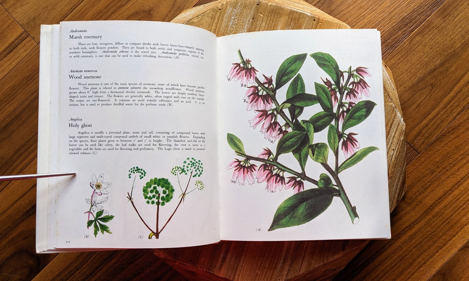 Andromeda to Angelica - 1973 Wild Flowers – First Edition Featuring Redouté & Besler Illustrations - Published by Galahad Books