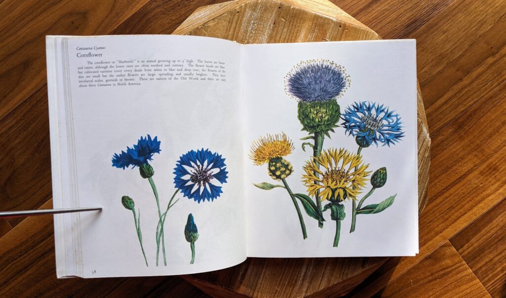 Centaurea Cyanus - Cornflower - 1973 Wild Flowers – First Edition Featuring Redouté & Besler Illustrations - Published by Galahad Books
