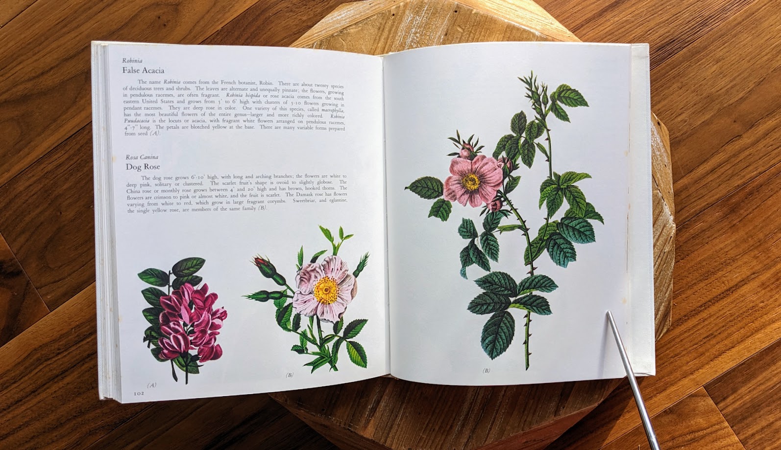 Robinia to Rosa Canina - 1973 Wild Flowers – First Edition Featuring Redouté & Besler Illustrations - Published by Galahad Books