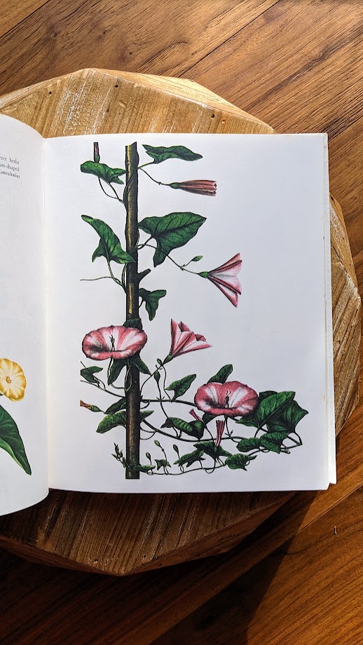 illustration inside - 1973 Wild Flowers – First Edition Featuring Redouté & Besler Illustrations - Published by Galahad Books