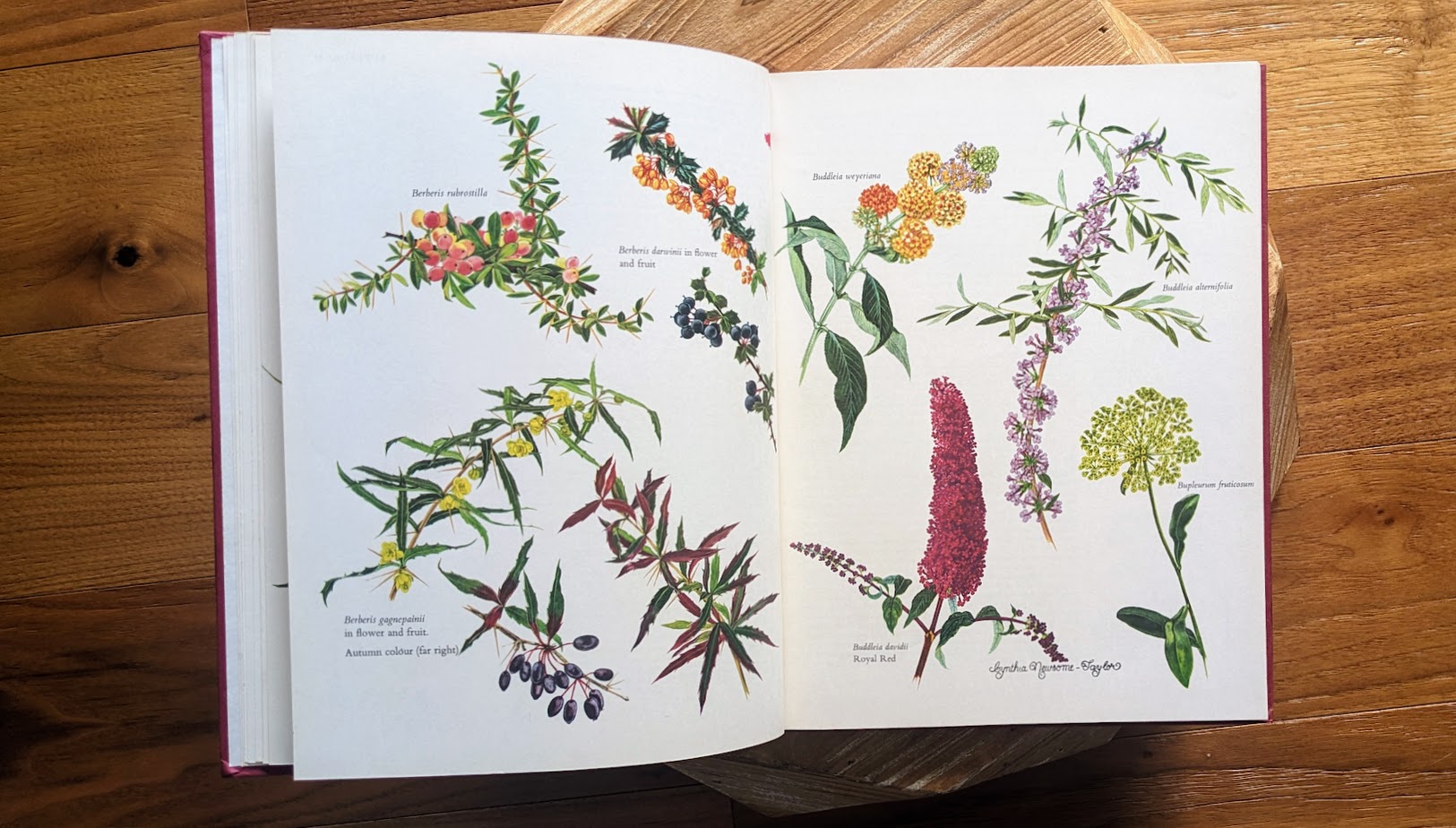 1966 First American Edition – Shrubs in Colour by A. G. L. Hellyer - Watercolour drawing inside by Cynthia Newsome-Taylor