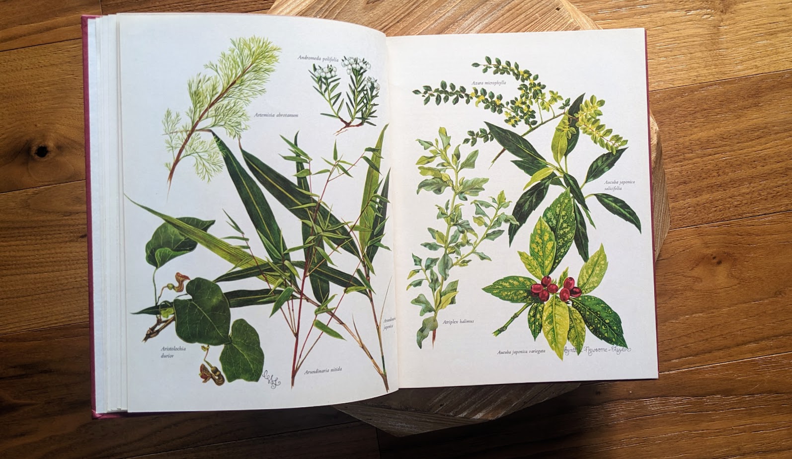 1966 First American Edition – Shrubs in Colour by A. G. L. Hellyer - Watercolour inside by Cynthia Newsome-Taylor