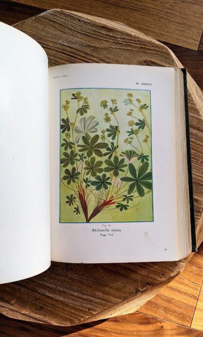 Alchemilla alpina - 1911 Alpine Flora by Correvon & Robert — 180 Colour Plates, Scarce Botanical Work