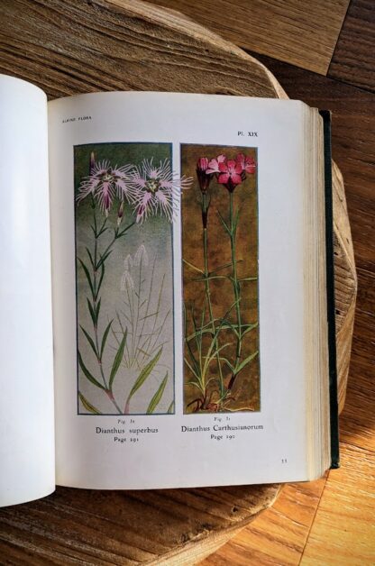 Dianthus superbus and Dianthus Carthusianorum - 1911 Alpine Flora by Correvon & Robert — 180 Colour Plates, Scarce Botanical Work