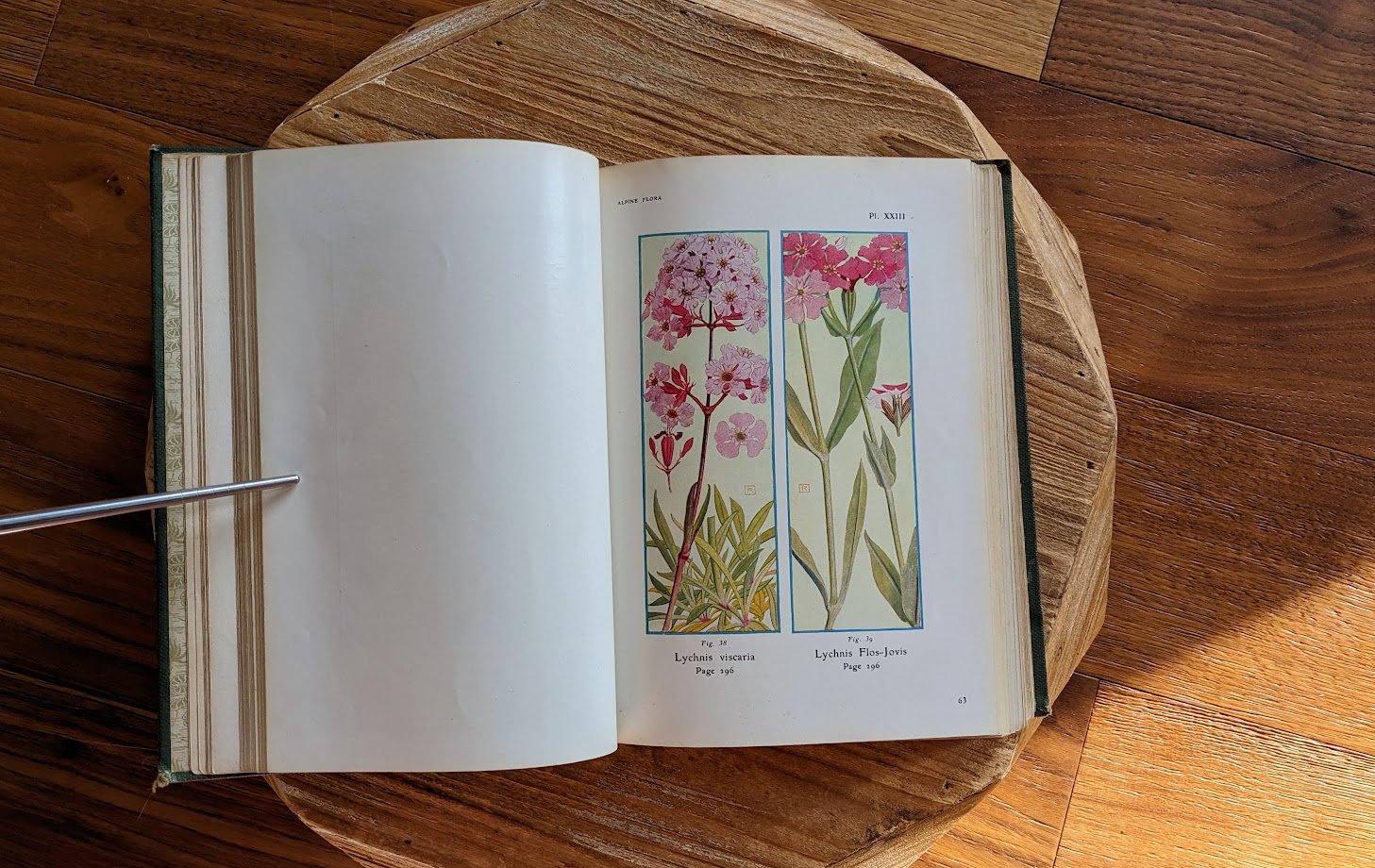 Lychnis viscaria and Lychnis Flos-Jovis watercolour plates - 1911 Alpine Flora by Correvon & Robert — 180 Colour Plates, Scarce Botanical Work
