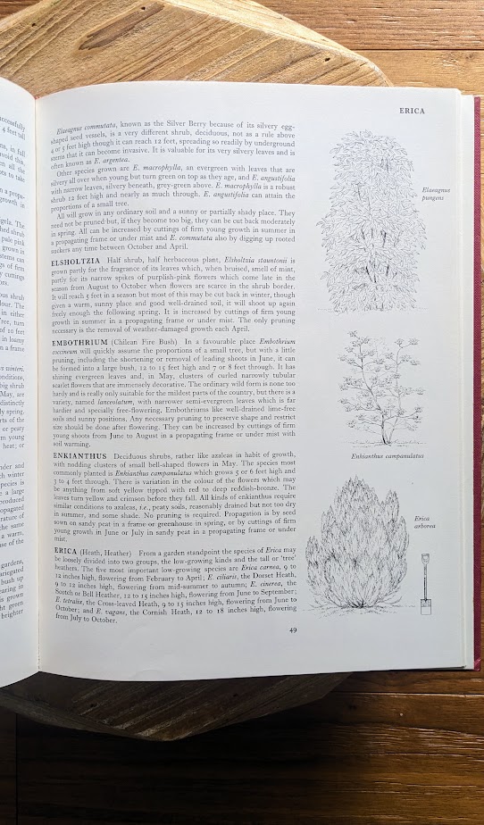 Page inside - 1966 First American Edition – Shrubs in Colour by A. G. L. Hellyer - 264 Watercolour Colour Paintings