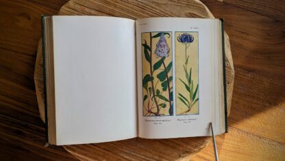 Phyteuma betonicaefolium and phyteuma orbiculare watercolour plate - 1911 Alpine Flora by Correvon & Robert — 180 Colour Plates, Scarce Botanical Work