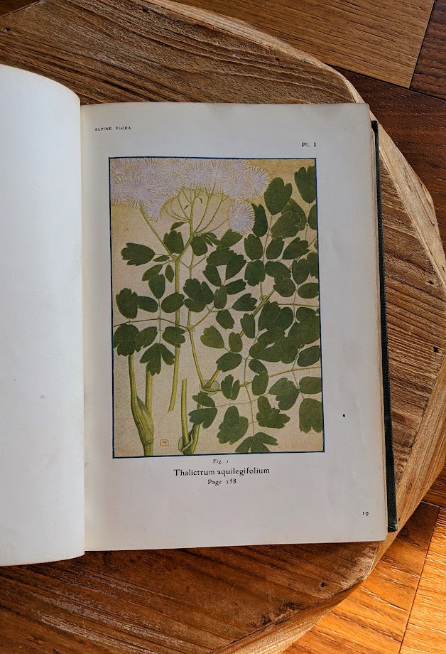 Thalictrum aquilegifolium - colour plate - 1911 Alpine Flora by Correvon & Robert — 180 Colour Plates, Scarce Botanical Work