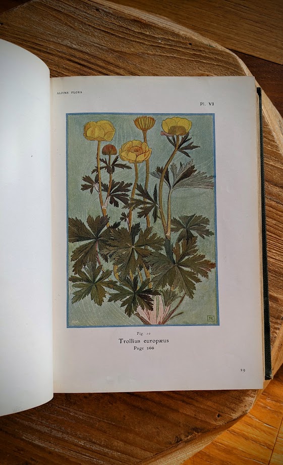Trollius europaeus - 1911 Alpine Flora by Correvon & Robert — 180 Colour Plates, Scarce Botanical Work