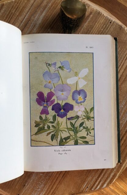 Viola calcarata - watercolour plate - 1911 Alpine Flora by Correvon & Robert — 180 Colour Plates, Scarce Botanical Work