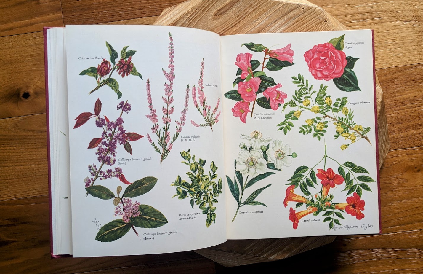 Watercolour drawing inside by Cynthia Newsome-Taylor - 1966 First American Edition – Shrubs in Colour by A. G. L. Hellyer
