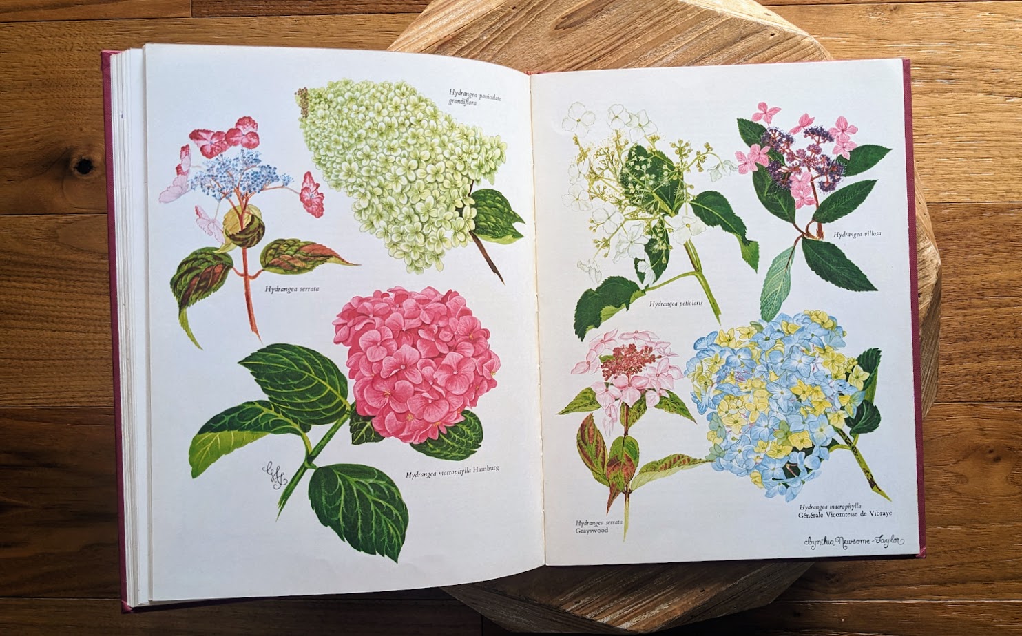 Watercolour drawings by Cynthia Newsome-Taylor in a 1966 First American Edition – Shrubs in Colour by A. G. L. Hellyer
