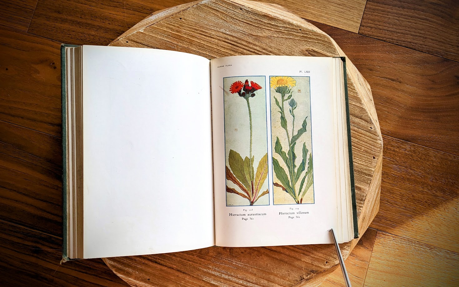 colour plates inside - 1911 Alpine Flora by Correvon & Robert — 180 Colour Plates, Scarce Botanical Work