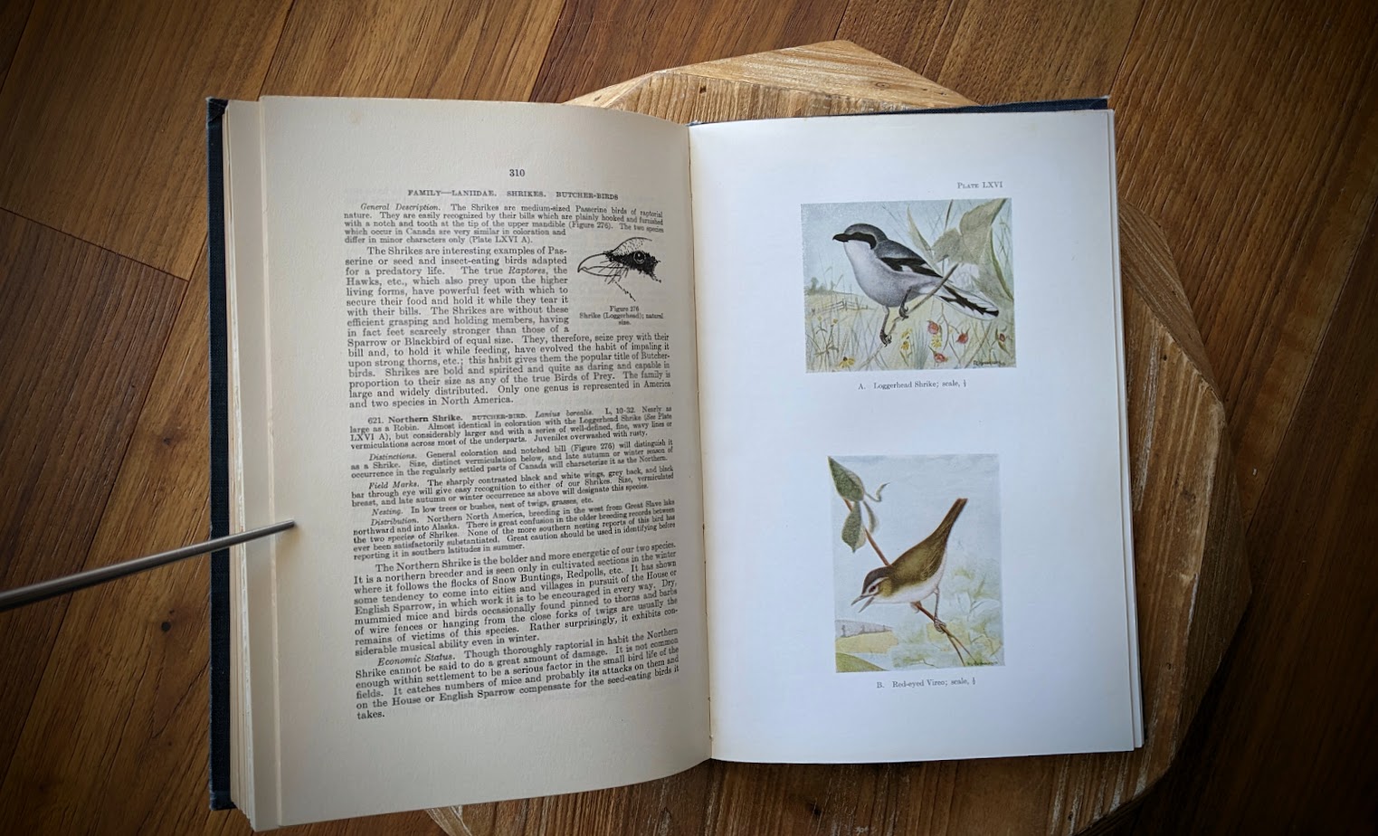 1928 Birds of Western Canada – P.A. Taverner - Second Edition - pages inside
