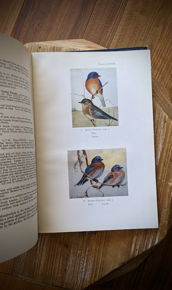 Eastern and Western Bluebird - 1928 Birds of Western Canada – P.A. Taverner - Second Edition