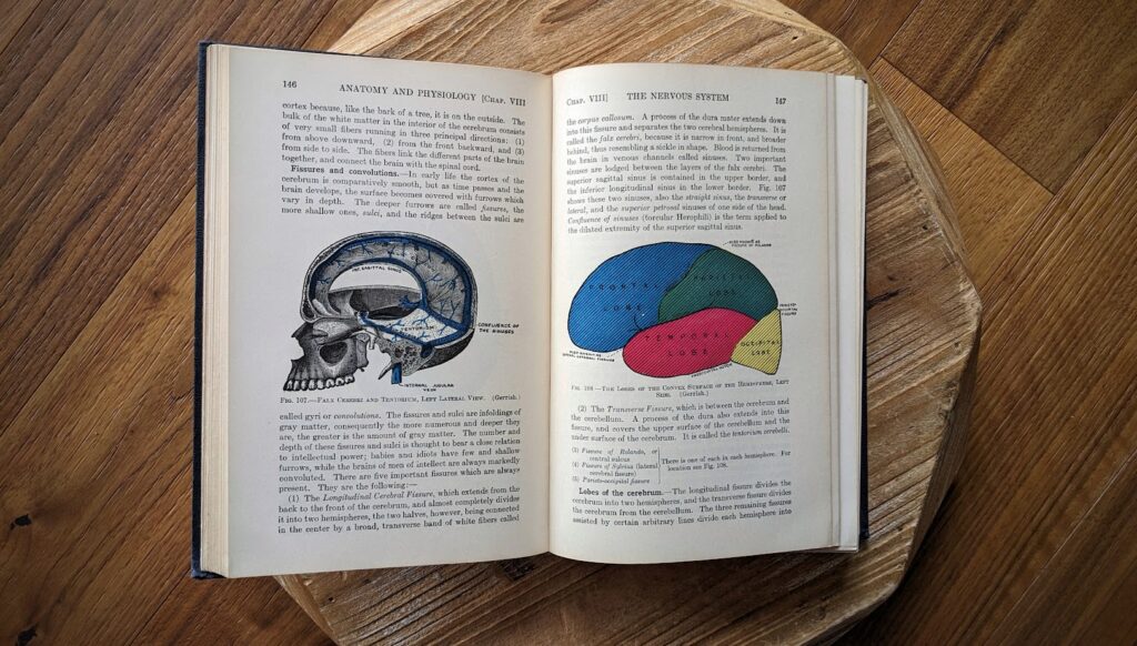 The Nervous System - 1927 Textbook of Anatomy and Physiology by Diana Kimber and Carolyn Gray - 7th Edition