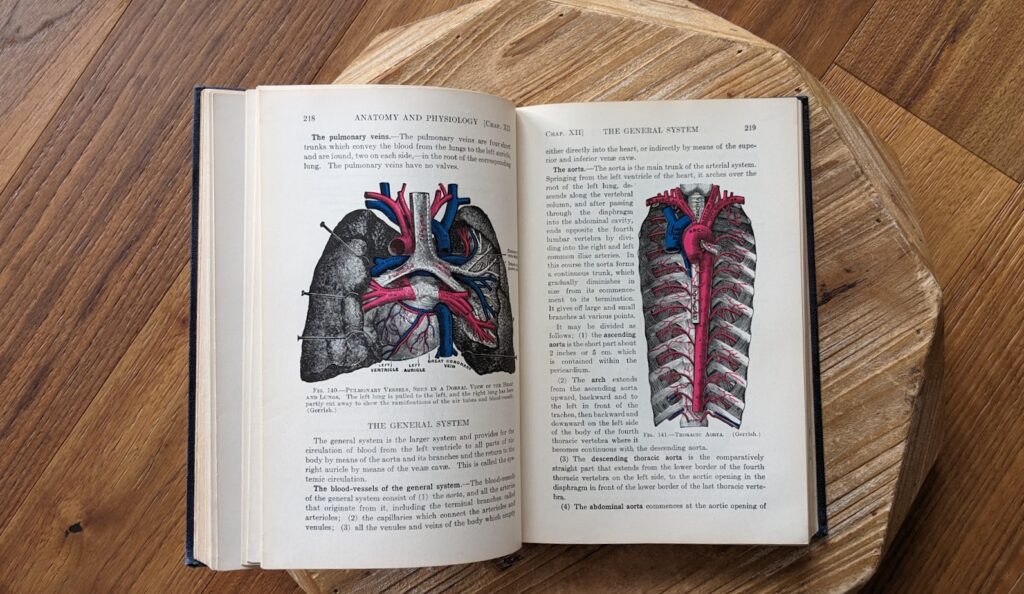 The Pulmonary Veins and Thoracic Aorta - 1927 Textbook of Anatomy and Physiology by Diana Kimber and Carolyn Gray - 7th Edition