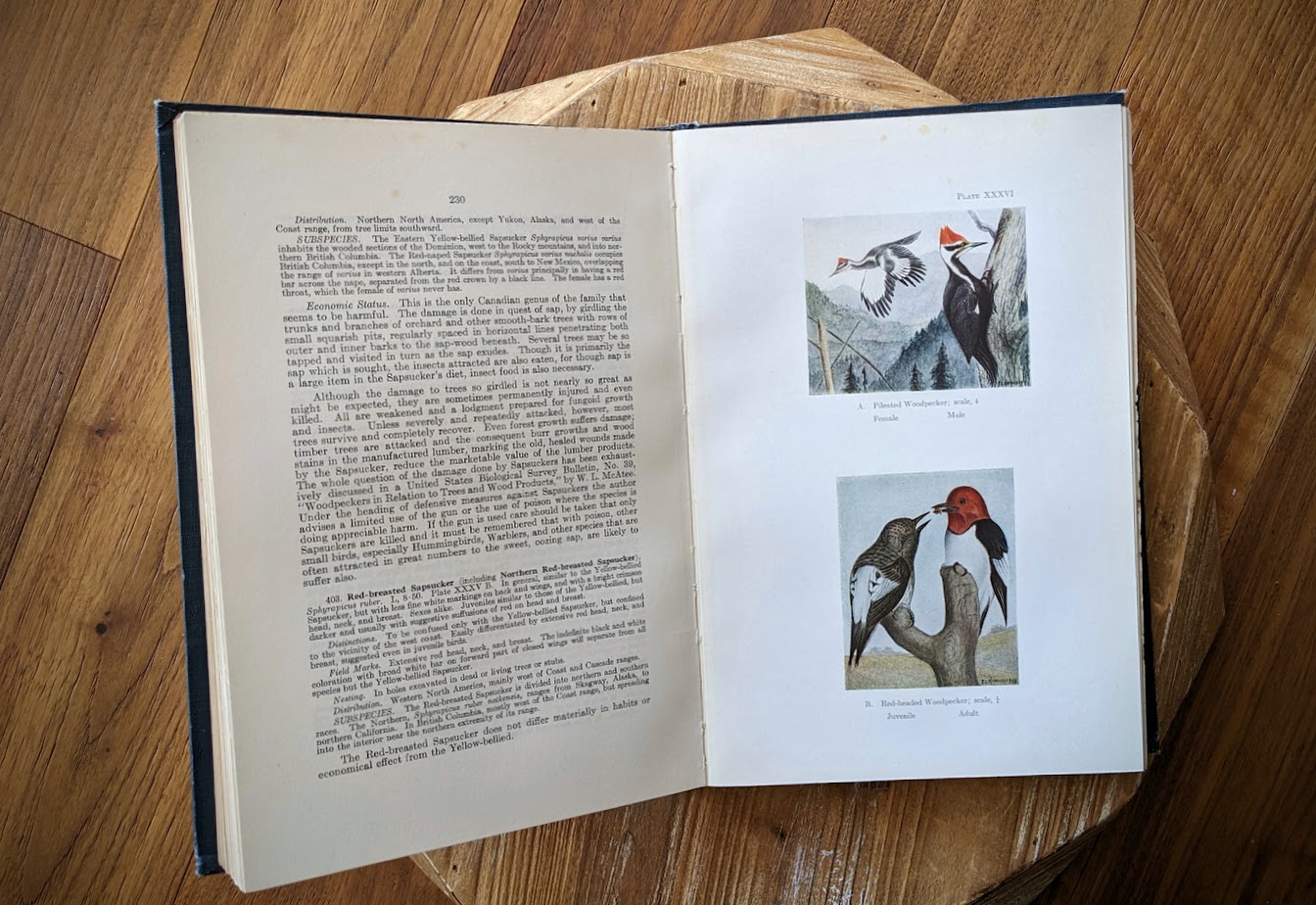 color Woodpecker plates - 1928 Birds of Western Canada – P.A. Taverner - Second Edition