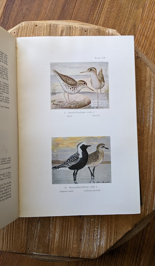 colored plates inside - 1928 Birds of Western Canada – P.A. Taverner - Second Edition