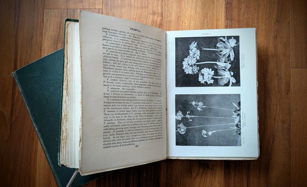 1928 English Rock Garden by Reginald Farrer — Complete Two-Volume Set - fourth impression - pages inside Vol II