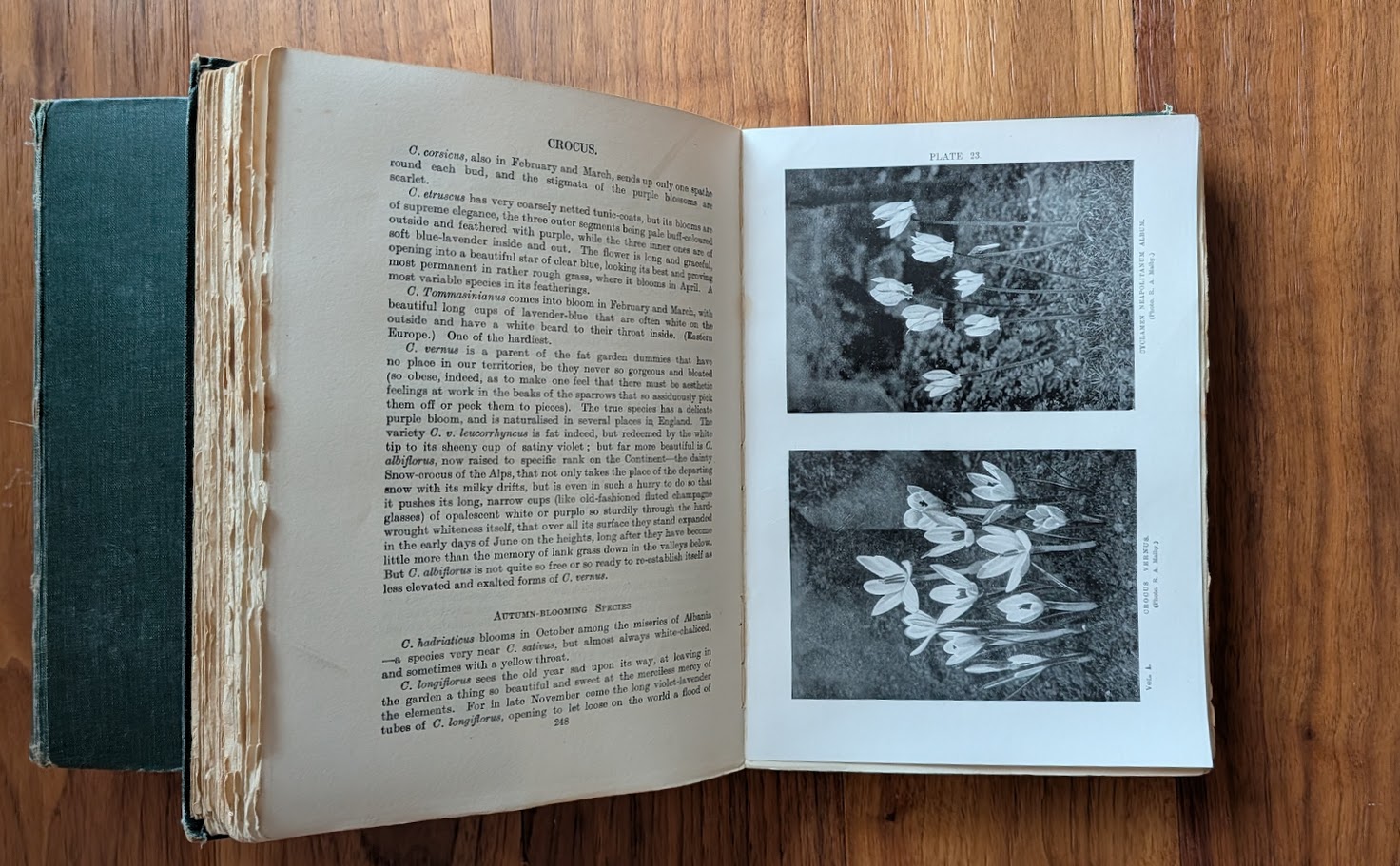 1928 English Rock Garden by Reginald Farrer — Complete Two-Volume Set - fourth impression - pages inside Vol I