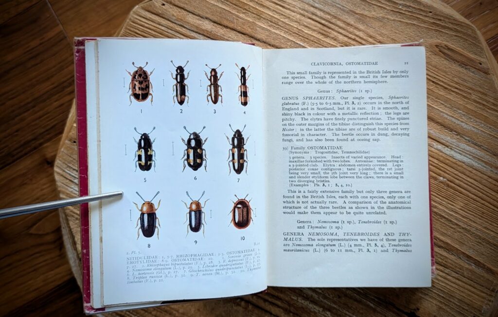 pages inside - 1959 Beetles of the British Isles by E. F. Linssen — First Edition - Volume 2