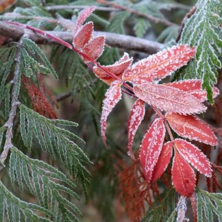 Bookends & Shelf Decor