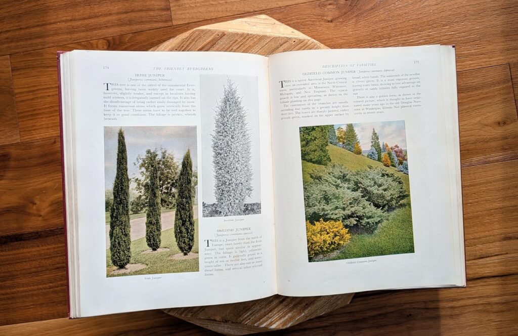 1954 The Friendly Evergreens by L.L. Kumlien - Published by Rinehart & Company Inc - color illustrations inside