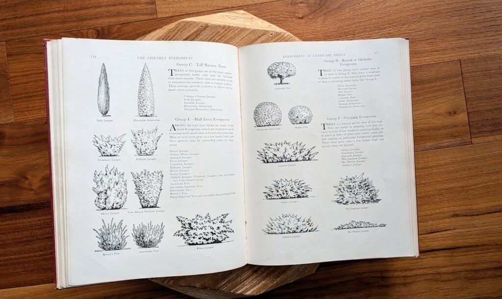 pages inside - 1954 The Friendly Evergreens by L.L. Kumlien