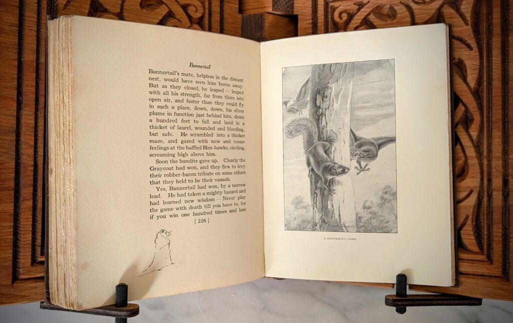 A Dangerous Game - pages inside - 1922 BANNERATIL - The Story of a Gray Squirrel by Ernest Thompson Seton