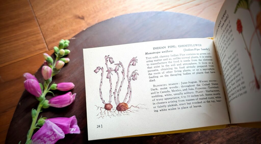 indian pipe - 1945 Field Flowers and Woodland Flowers by T.H. Everett